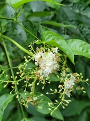 Sambucus canadensis