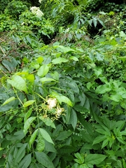 Sambucus canadensis