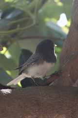 Junco hyemalis