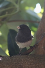Junco hyemalis