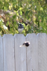 Junco hyemalis