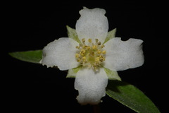 Philadelphus microphyllus microphyllus