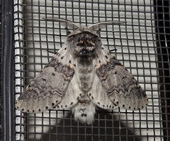 Furcula occidentalis