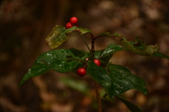 Ardisia crenata