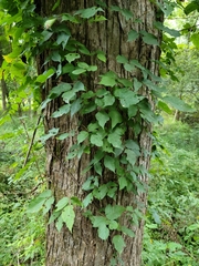 Toxicodendron radicans