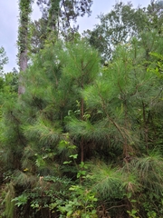 Pinus