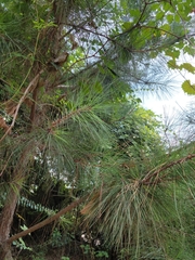 Pinus
