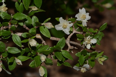 Philadelphus microphyllus microphyllus