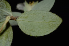 Philadelphus microphyllus microphyllus