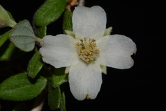 Philadelphus microphyllus microphyllus