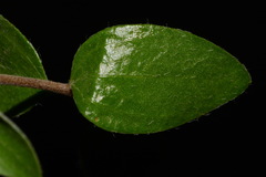 Philadelphus microphyllus microphyllus