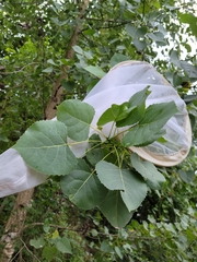 Populus deltoides