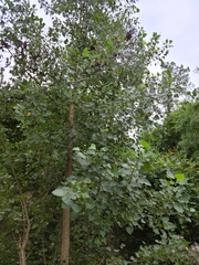 Populus deltoides