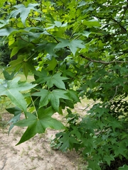 Liquidambar styraciflua