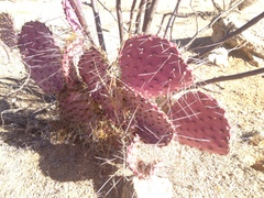 Opuntia gosseliniana