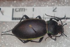 Carabus marginalis