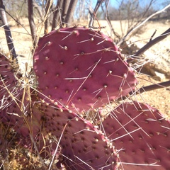Opuntia gosseliniana