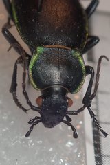 Carabus marginalis