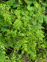 Lygodium japonicum