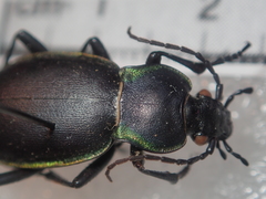 Carabus marginalis