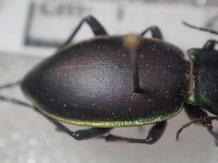 Carabus marginalis