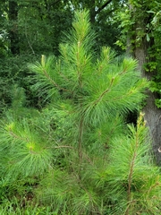 Pinus