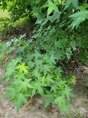 Liquidambar styraciflua