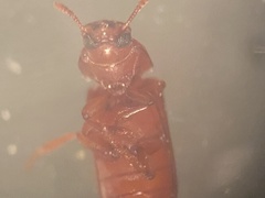 Tribolium castaneum