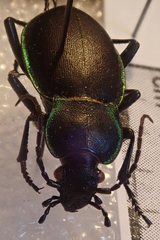 Carabus marginalis