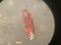Tribolium castaneum