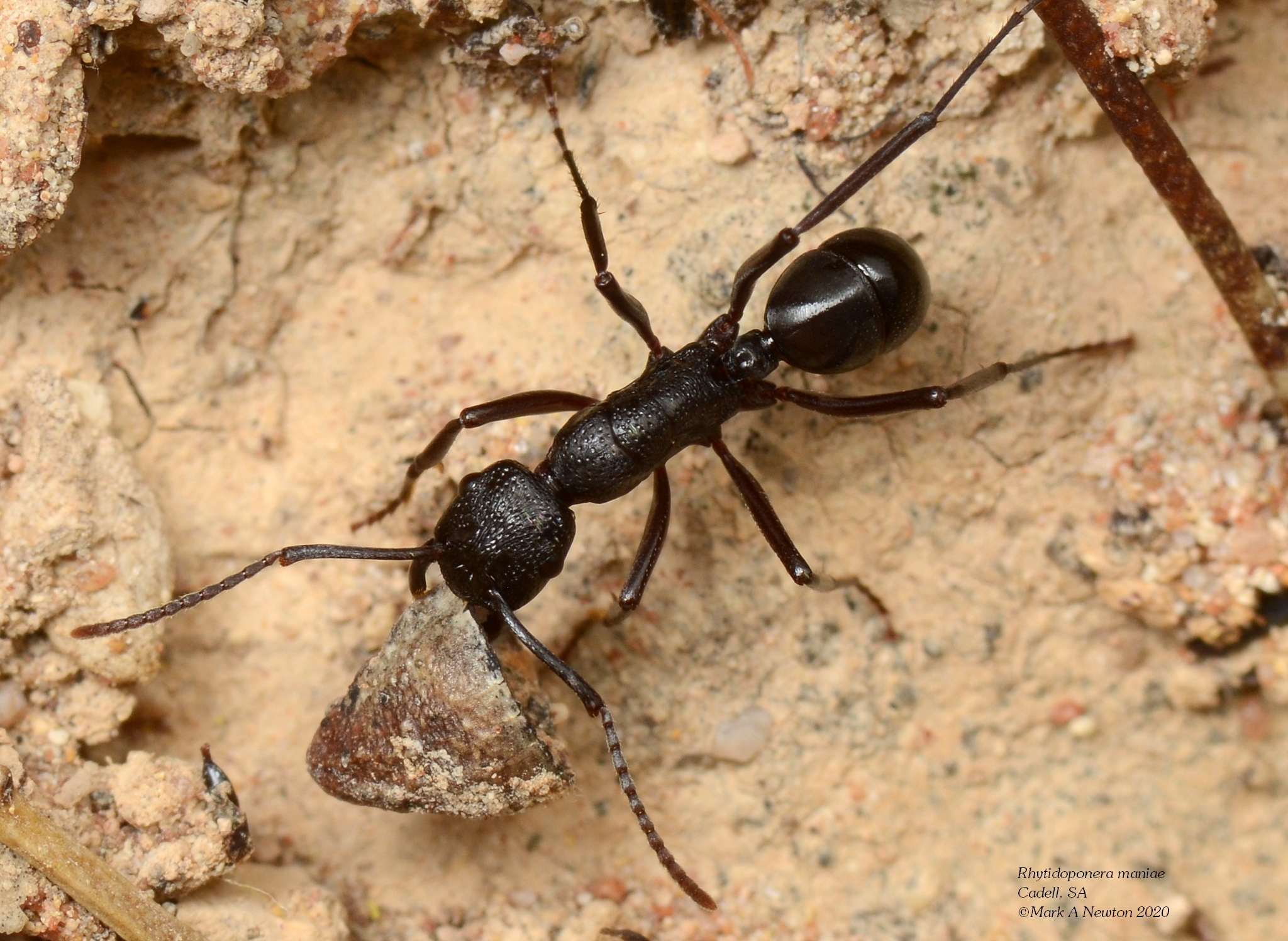 Rhytidoponera maniae