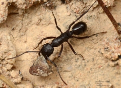 Rhytidoponera maniae