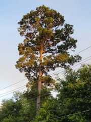 Pinus