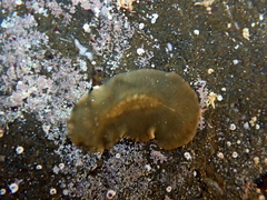 Notoplana australis