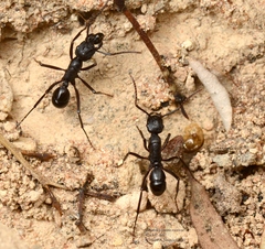 Rhytidoponera maniae