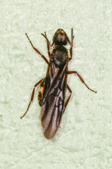 Dolichoderus bispinosus
