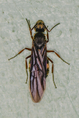 Dolichoderus bispinosus