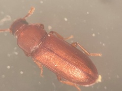 Tribolium castaneum