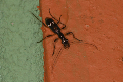 Ctenostoma