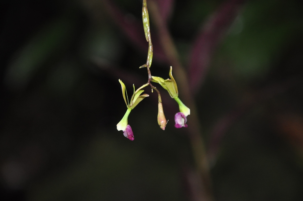 Epidendrum antonense Hágsater 3