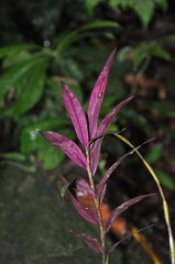 Epidendrum antonense