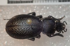 Carabus kruberi