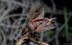 Neagenor spinosus