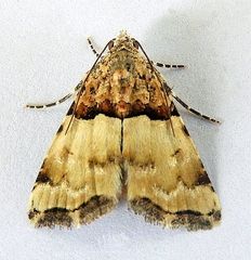 Cobubatha dividua