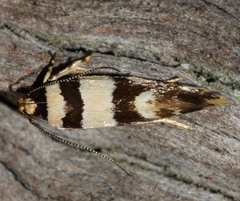 Macrobathra euryleuca