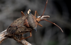 Neagenor spinosus