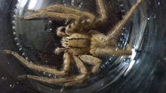 Cupiennius salei
