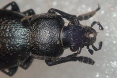 Carabus kruberi