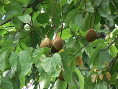 Pterygota alata