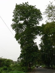 Pterygota alata